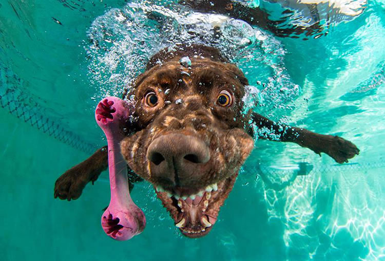 View of dog underwater